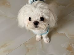 -帕帕拉兹宠物(亚洲旗舰店)