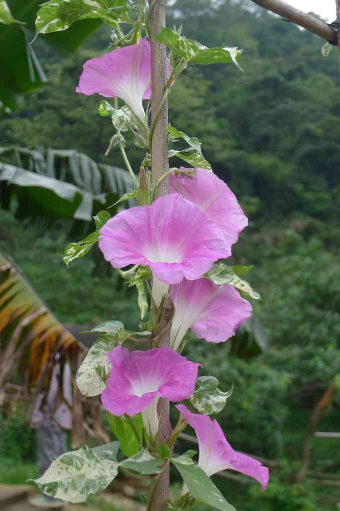 牵牛谷-"去的时候不是季节,牵牛花没开几朵,地方不."-大众点评移动版