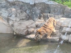 -深圳野生动物园