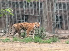 -秦皇岛野生动物园