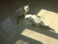 -70cat德文卷毛猫·缅因猫纯种猫舍