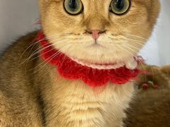 -COLOR PETS 撸猫馆·购猫·猫咖(长风大悦城店)