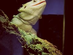 -酷以爬仙阁实体爬宠店·守宫·蜥蜴·专业繁育