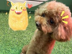 -FAELING PETS美天灵宠物(富力广场店)