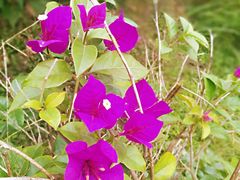 -三圣花乡旅游区