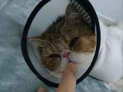 -关爱宠物医院·猫科中心·消化科(滨湖万达分院)