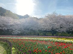 -苏州上方山国家森林公园