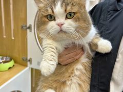 -青奢宠物·青奢猫舍