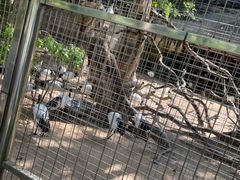 -深圳野生动物园