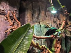 -正佳雨林生态植物园