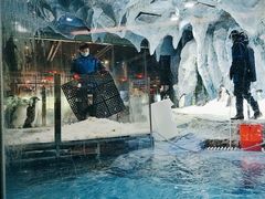 -帝企鹅自助餐厅•儿童岛•真企鹅(长隆企鹅酒店)