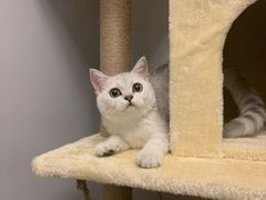 -喵zoo家庭繁育猫舍(尖东智能花园店)