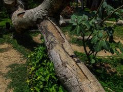 -瑞丽独树成林风景区