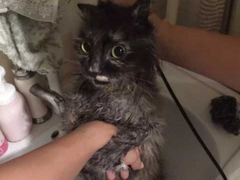 -中农大我爱我爱24h动物医院·中医针灸·猫专科·骨科医疗中心(双井店)