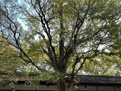 -苏州文庙(姑苏区)