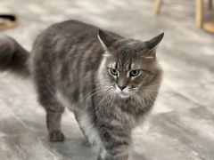 -楼上猫咖(罗湖店)