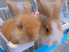 -怪兽屋·羊驼·猫咖·狗咖(俊华广场店)