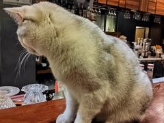 -咖法森林·咖啡  酒吧(天河店)