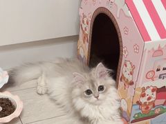 -猫十亿·布偶金渐层·曼基康矮脚猫舍(青年路店)
