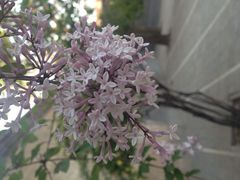 -西宁市东关清真大寺