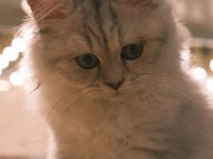 -COLOR PETS 撸猫馆·购猫·猫咖(长风大悦城店)