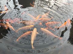 -谭记石锅鱼府(三道堰店)