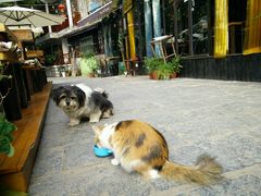 android_upload_pic-山色柴火烤披萨·原切牛扒