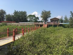 -北海金海湾红树林生态旅游区