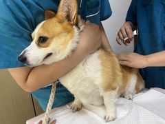 -瑞派蒂凯宠物医院·心脏科·口腔科·皮肤科