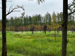 -黄海国家森林公园