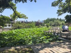 -江心屿景区
