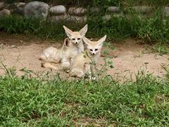 -北京野生动物园