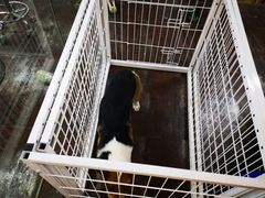 -派多格宠物·购宠(靛厂路店)