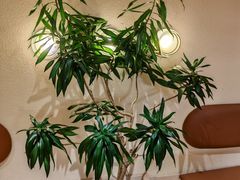 -沙丘咖啡DUNE COFFEE(深业水松大厦店)