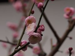 -沧浪亭