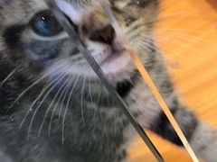 -龟与熊猫宠物公园(南坪店)