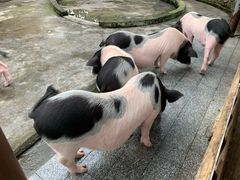 -美的鹭湖森林度假区