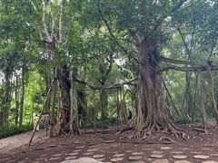 -中国科学院西双版纳热带植物园