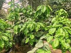 -呀路古热带植物园