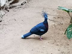 -清迈夜间动物园