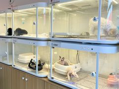 -翊宠yipet猫狗购宠庄园犬舍•猫舍