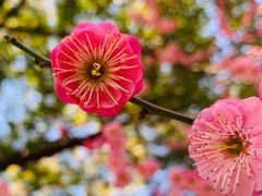 -邓愈墓