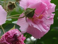 -新虹桥中心花园