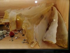 -喜上喜鸡煲翅(吉大店)