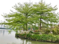 -海珠湖公园