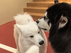 -和它·交个朋友·狗咖猫咖(爱琴海店)
