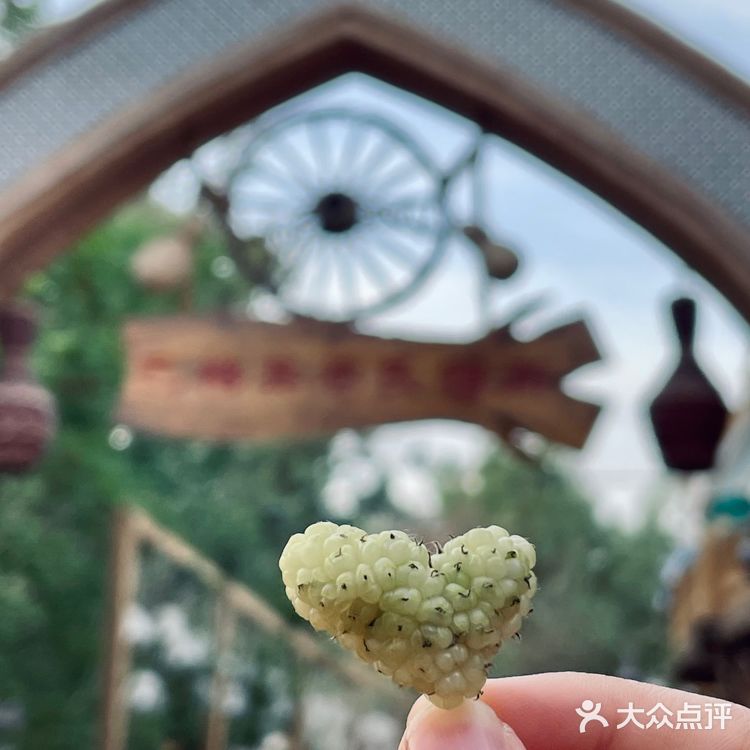 喀什古城桑椹熟啦❗️不要钱吃到饱❗️❗️