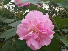 -上海东方佘山翰悦阁酒店·Vie全日制餐厅