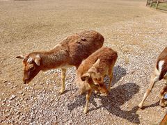 -苏州太湖西山岛开心农场