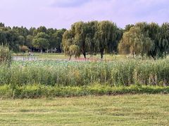 -合肥滨湖国家森林公园